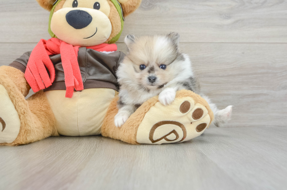 5 week old Pomeranian Puppy For Sale - Premier Pups