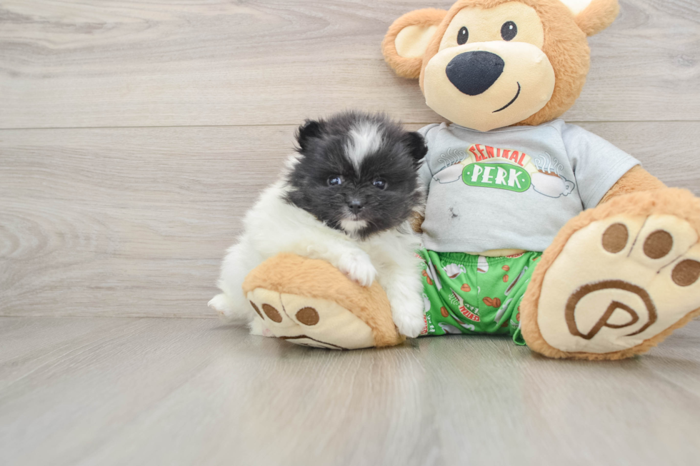 Pomeranian Pup Being Cute