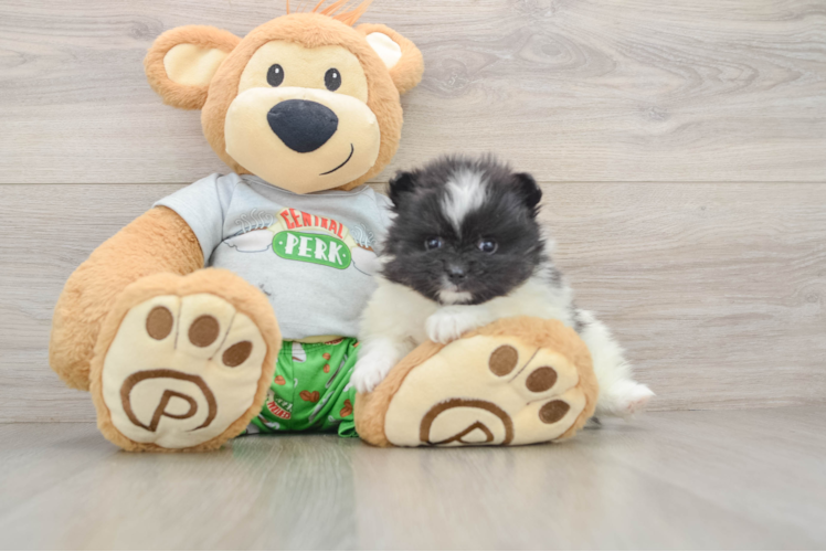 Little Pomeranian Purebred Pup