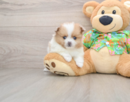 5 week old Pomeranian Puppy For Sale - Premier Pups