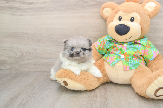 Pomeranian Puppy for Adoption