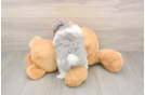 Best Pomeranian Baby