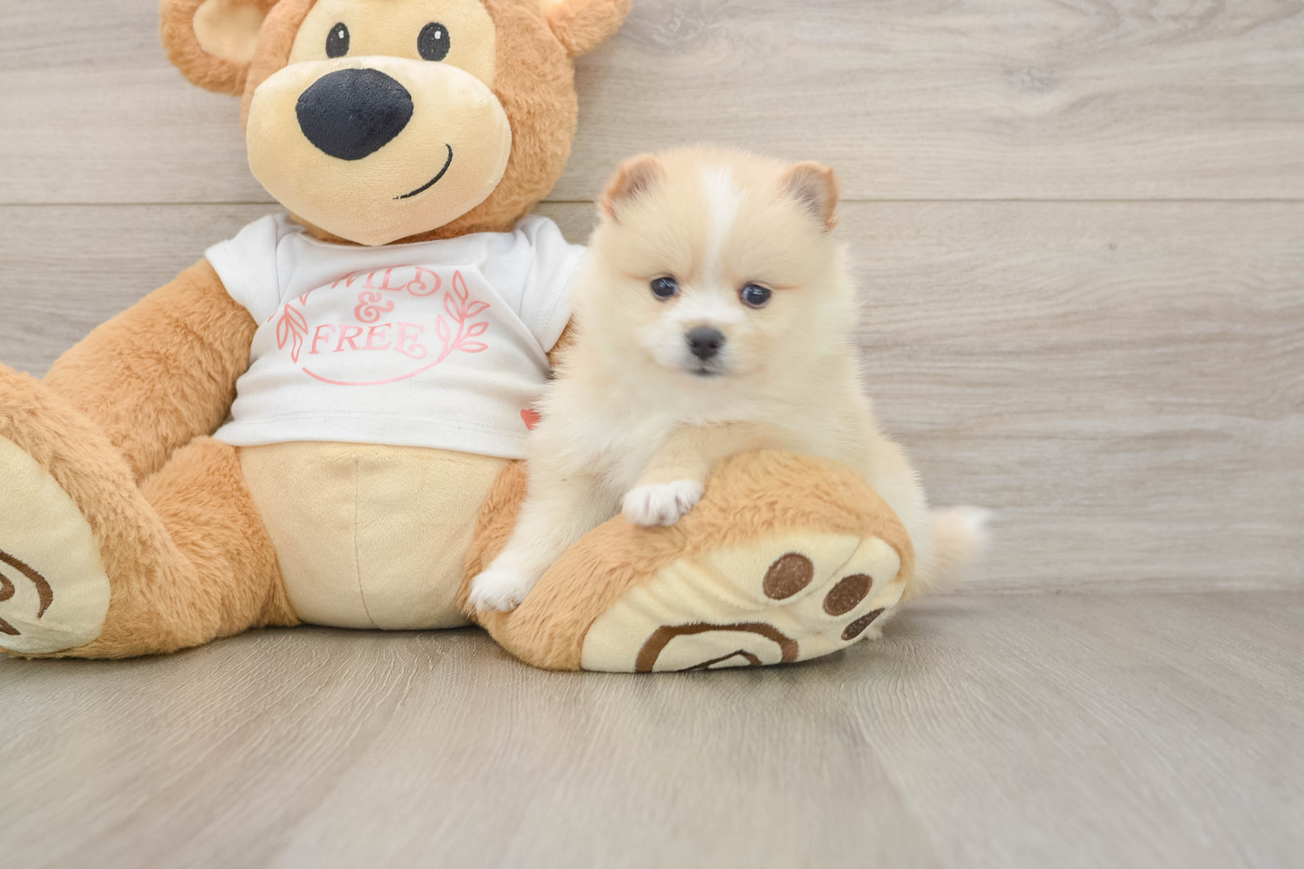 Pomeranian Puppy for Adoption