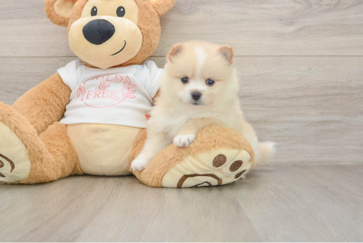 Pomeranian Puppy for Adoption