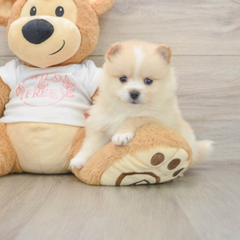 Pomeranian Puppy for Adoption
