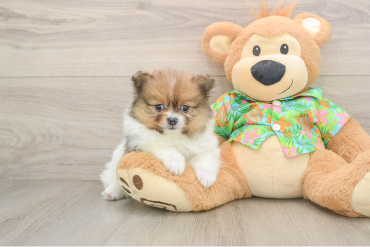 Adorable Swergspitz Purebred Puppy