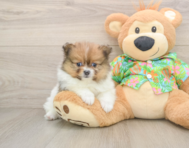 8 week old Pomeranian Puppy For Sale - Premier Pups