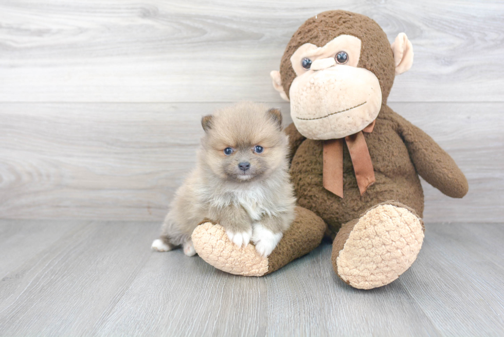 Akc Registered Pomeranian Baby