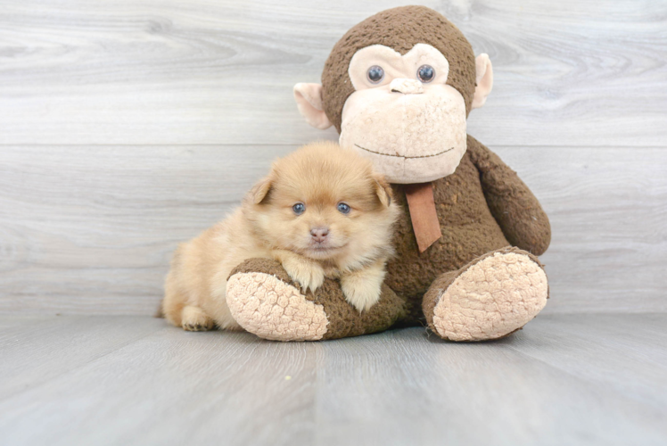Hypoallergenic Pomeranian Purebred Pup