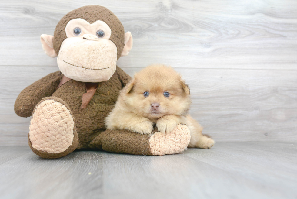 Akc Registered Pomeranian Purebred Pup