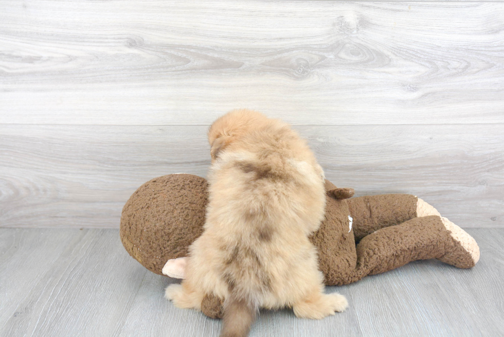 Smart Pomeranian Purebred Puppy