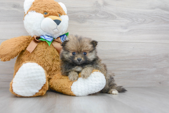 Friendly Pomeranian Baby