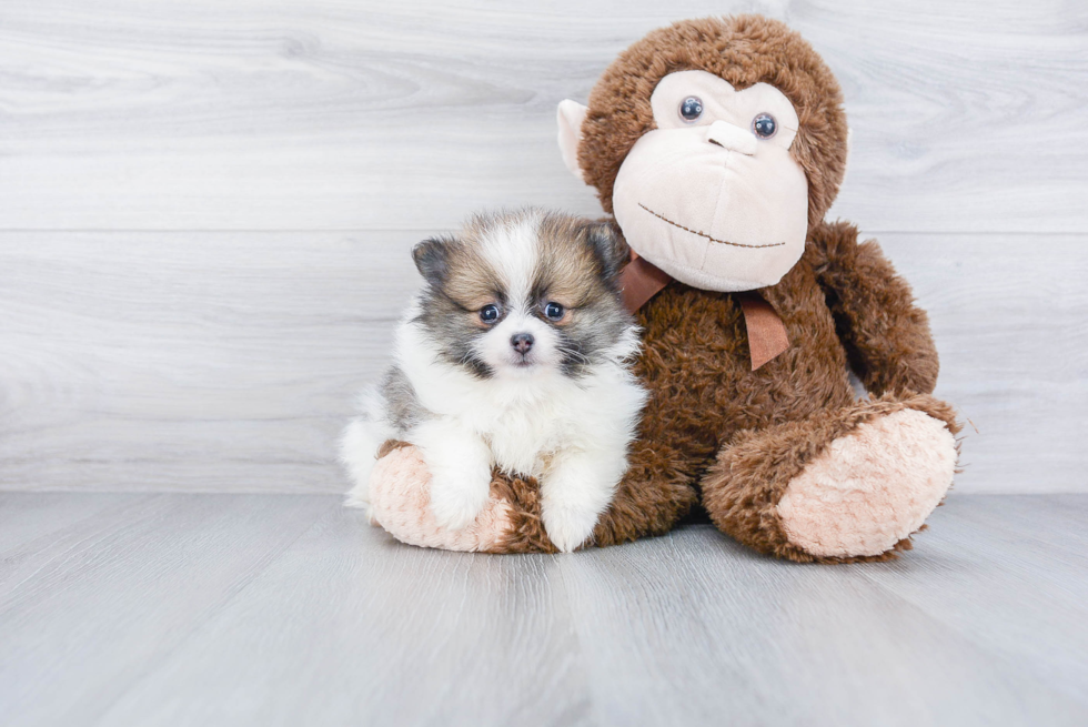 Hypoallergenic Pomeranian Purebred Pup