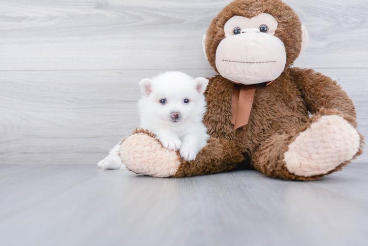 Funny Pomeranian Purebred Pup