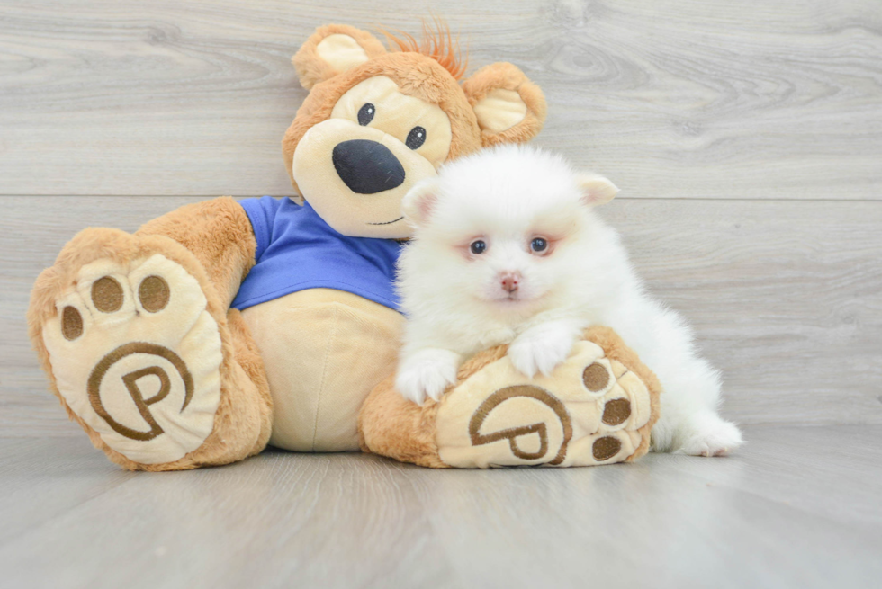 Playful Pomeranian Baby