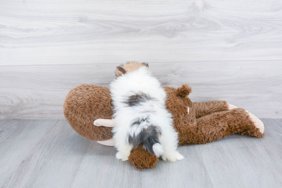 Fluffy Pomeranian Purebred Puppy