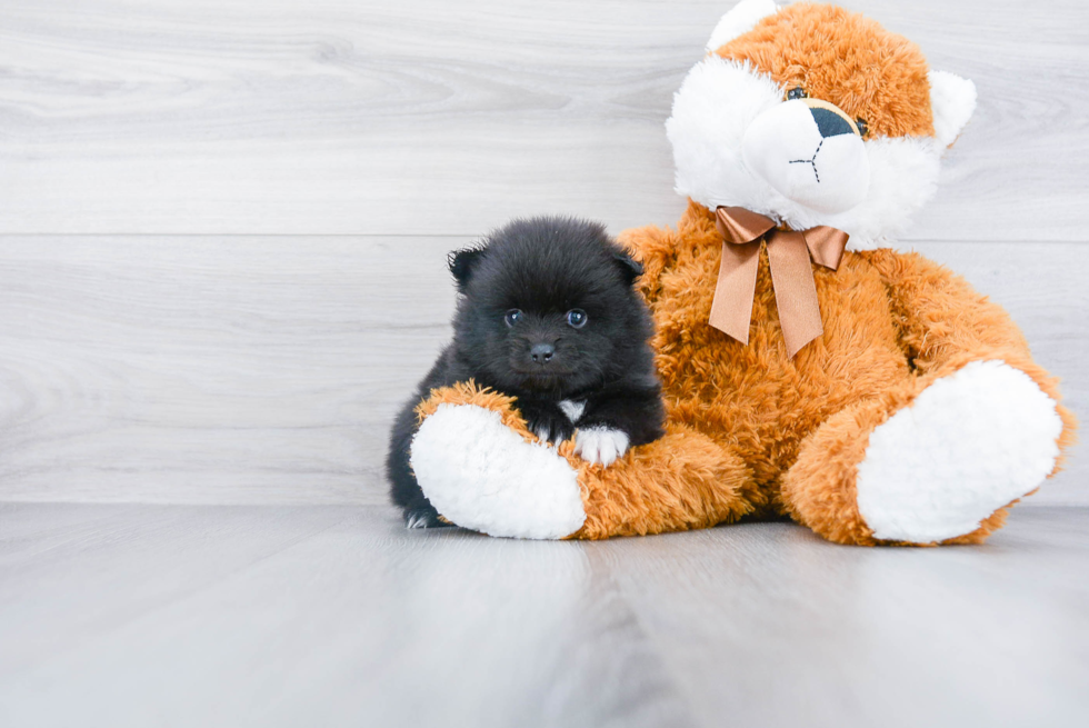 Pomeranian Pup Being Cute