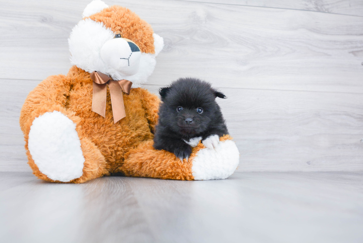 Adorable Pomeranian Purebred Puppy