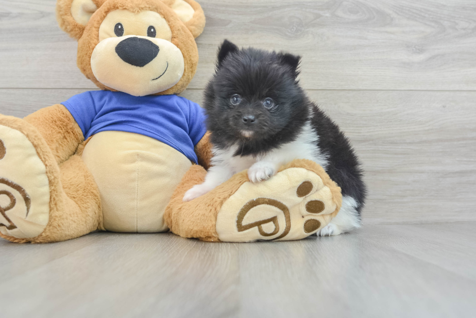 Akc Registered Pomeranian Purebred Pup