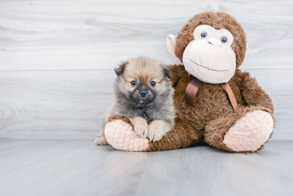 Friendly Pomeranian Baby