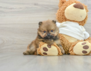 6 week old Pomeranian Puppy For Sale - Premier Pups