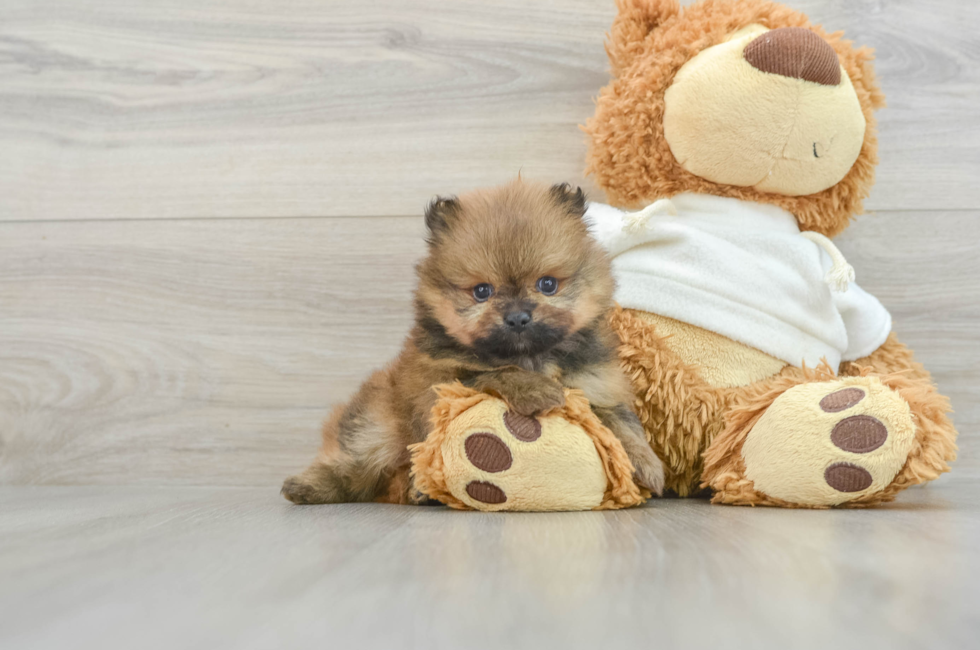 6 week old Pomeranian Puppy For Sale - Premier Pups