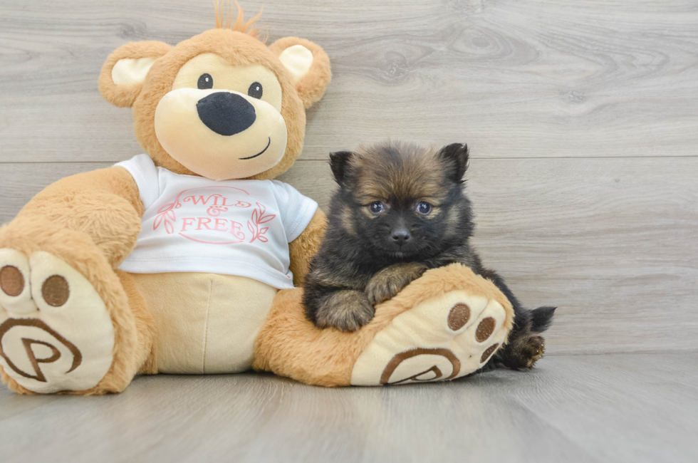 6 week old Pomeranian Puppy For Sale - Premier Pups