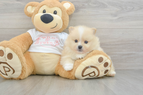 Friendly Pomeranian Baby