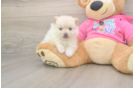 Pomeranian Pup Being Cute