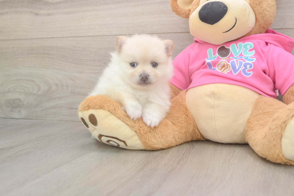 Pomeranian Pup Being Cute