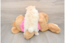Akc Registered Pomeranian Purebred Pup