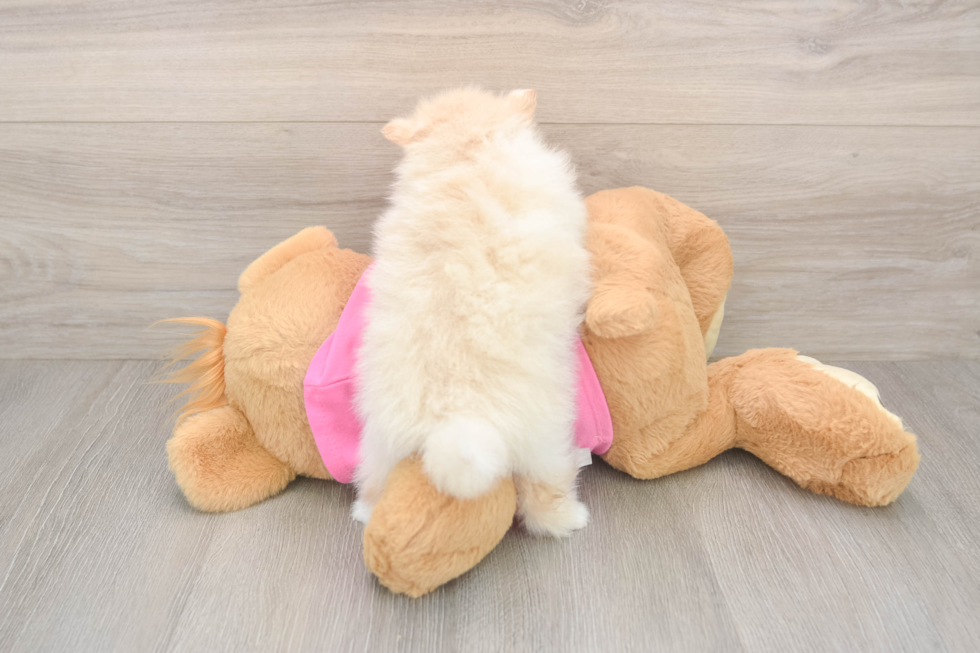 Akc Registered Pomeranian Purebred Pup