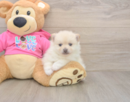 5 week old Pomeranian Puppy For Sale - Premier Pups