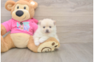Pomeranian Puppy for Adoption