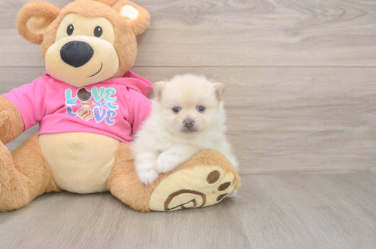 Pomeranian Puppy for Adoption