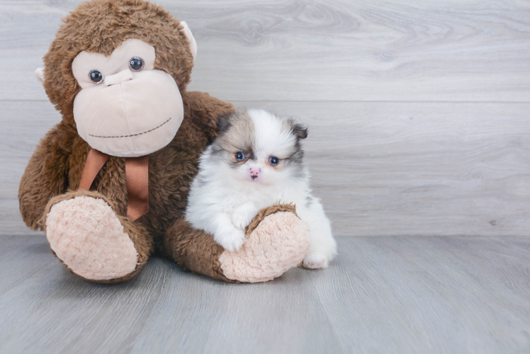 Playful Pomeranian Baby