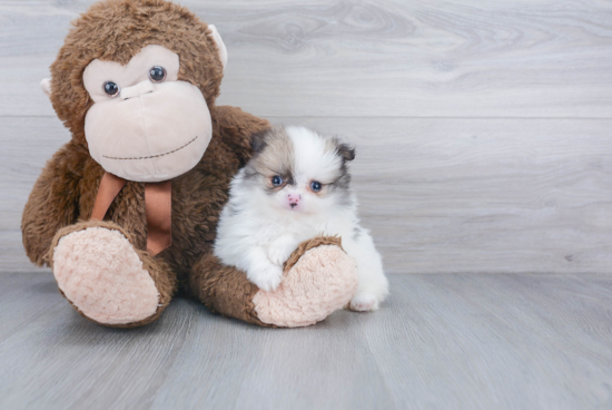 Playful Pomeranian Baby