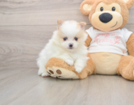 5 week old Pomeranian Puppy For Sale - Premier Pups
