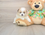 8 week old Pomeranian Puppy For Sale - Premier Pups