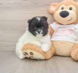 6 week old Pomeranian Puppy For Sale - Premier Pups