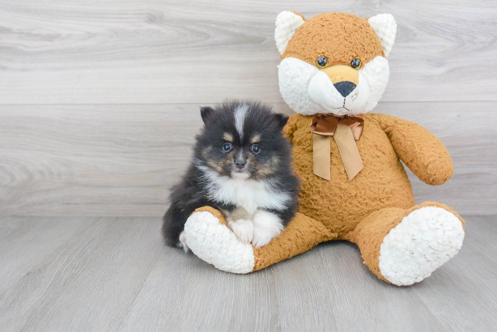 Pomeranian Pup Being Cute