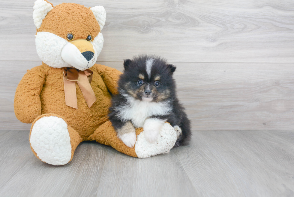 Pomeranian Puppy for Adoption