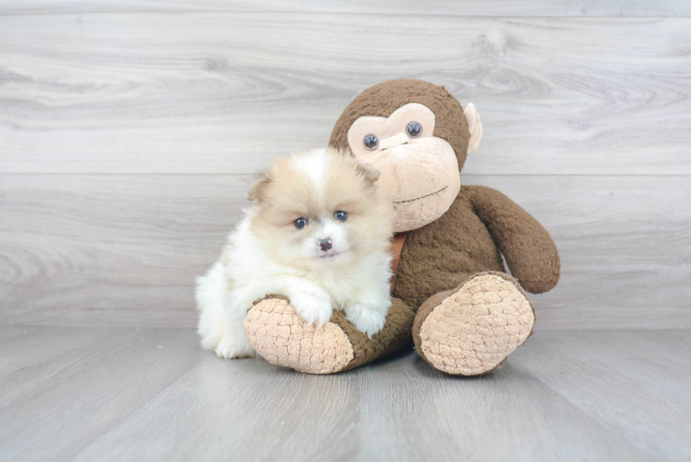 Popular Pomeranian Baby