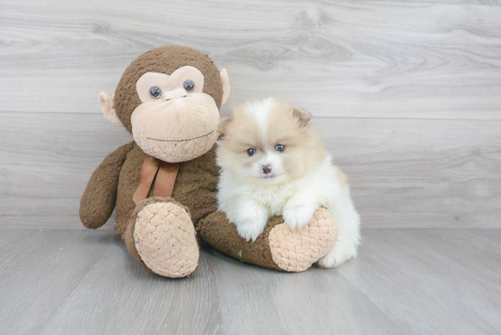 Adorable Pomeranian Purebred Puppy