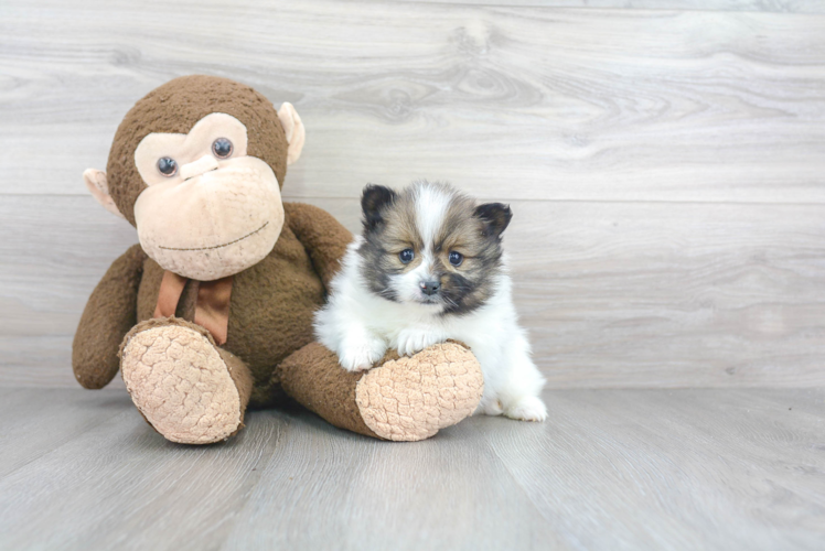 Energetic Pomeranian Purebred Puppy