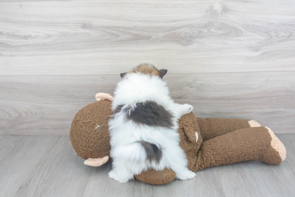 Fluffy Pomeranian Purebred Puppy