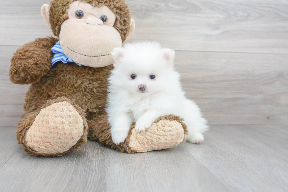 Funny Pomeranian Purebred Pup