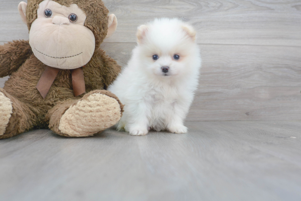 Funny Pomeranian Purebred Pup