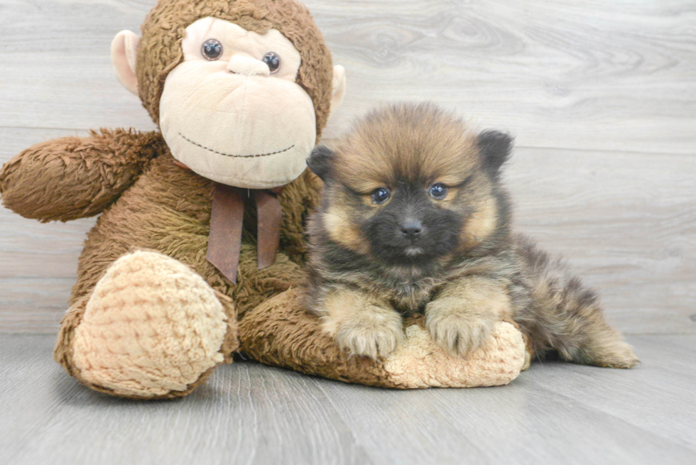 Playful Pomeranian Baby