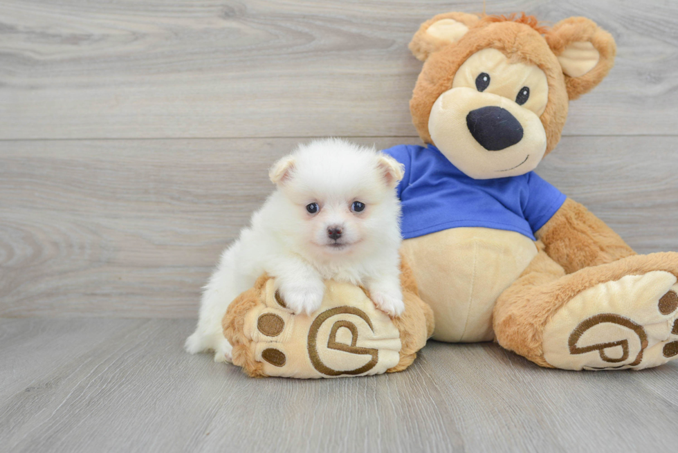 Adorable Pomeranian Purebred Puppy